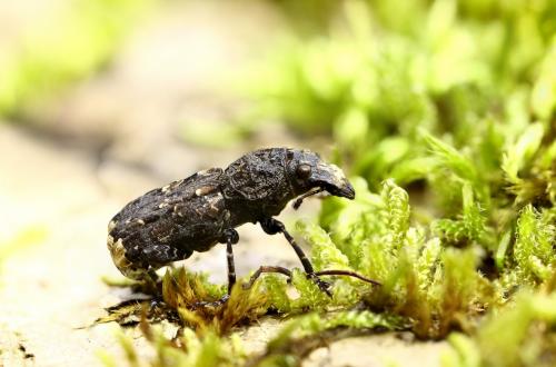 Réf. 277 785 : Platyrhinus resinosus